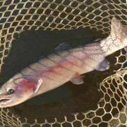 釣り納めだ！ 大安トラウトレイク